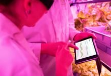 digital growth maximization tools